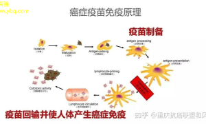 最新癌症免疫治疗突破：提高生存率，引领治疗新篇章