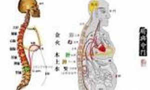 强直性脊柱炎中医辩证的可能病因，治疗可用的伤寒论经方、针炙的穴位及其他可用的中医治疗方法