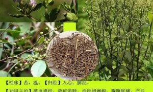 瓜果肉蔬《猪皮》的中医药性味归经、药用价值及营养价值