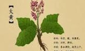 贻贝的中医药性味归经、药用价值及营养价值